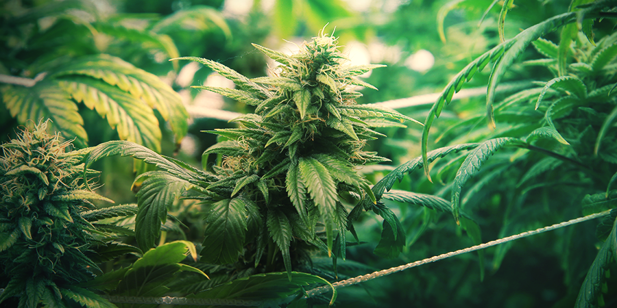 Die ScroOG Methode Für Maximale Produktion DIE SCROG METHODE FÜR MAXIMALE PRODUKTION