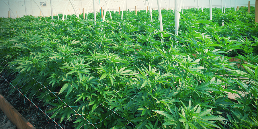 Vorteile Und Herausforderungen Beim Cannabisanbau Mit Spalieren VORTEILE UND HERAUSFORDERUNGEN BEIM CANNABISANBAU MIT SPALIEREN