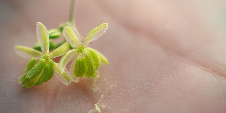 Wie man Pollen für die spätere Verwendung sammelt