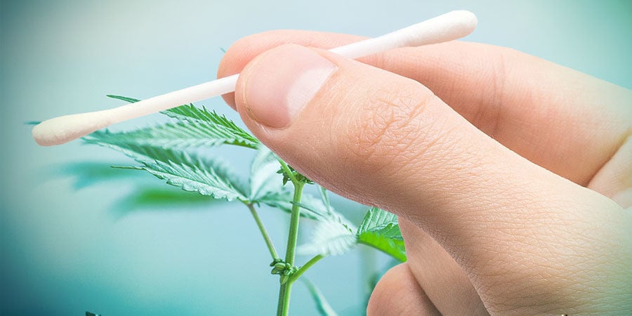 Die Arten der Cannabiszucht