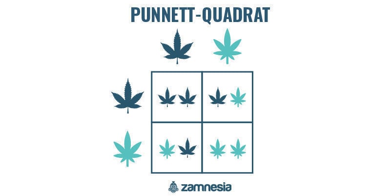 Punnett-Quadrat