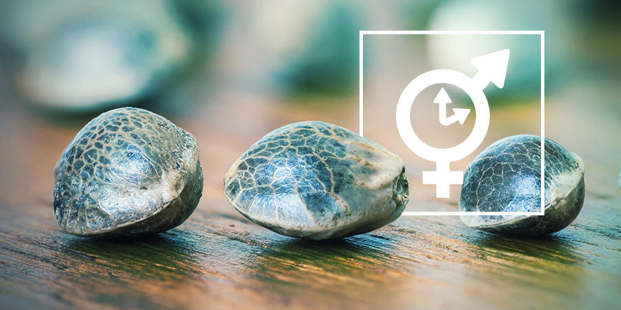 Feminisierten, Regulären Und Autoflowering Samen Feminisierten, Regulären Und Autoflowering Samen