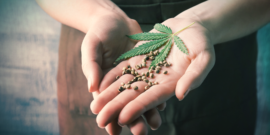 Feminisierte Cannabis-samen Feminisierte Cannabis-samen