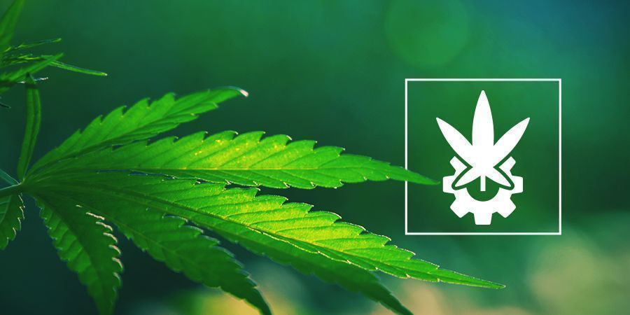 Eine Genauere Betrachtung Von Cannabis Ruderalis Und Autoflowers