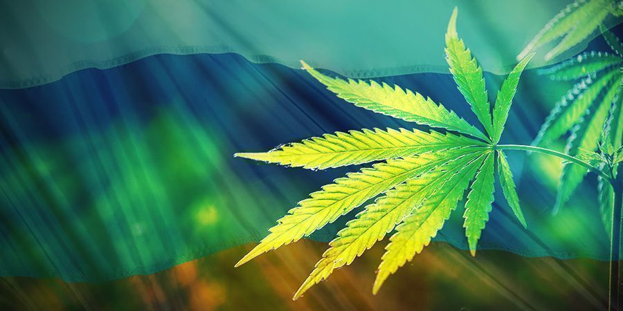 Der Ursprung von Cannabis Ruderalis