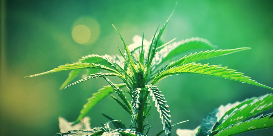 Was ist Cannabis ruderalis?