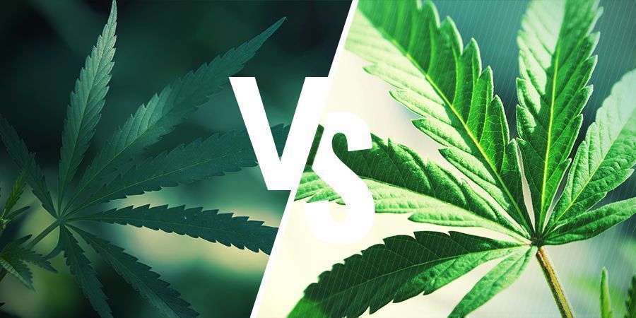 Was ist der Unterschied zwischen Ruderalis und Indica/Sativa?