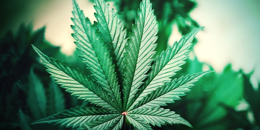 Woran Erkennt Man Eine Cannabis Indica Pflanze?