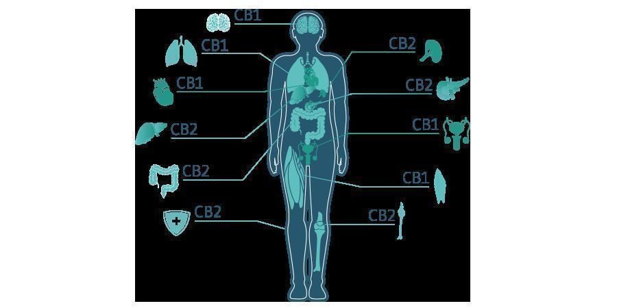 CBD Molekül