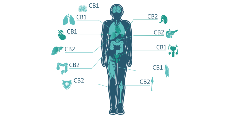 CBD Molekül CBD Molekül