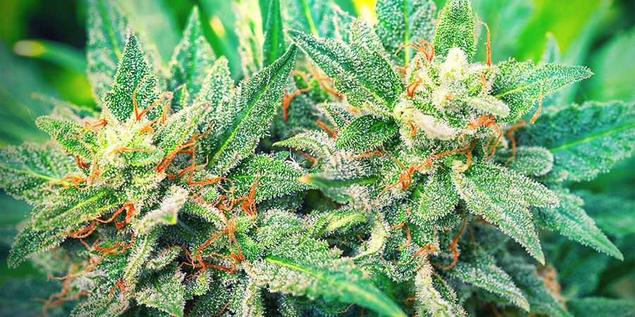 Sorten Mit Hohem CBD- Und Niedrigem THC-wert Sorten Mit Hohem CBD- Und Niedrigem THC-wert