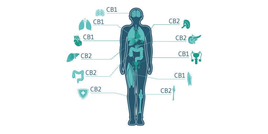 Wie wirkt CBD?