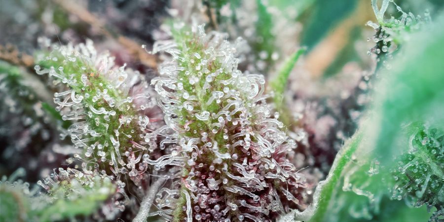 Was ist THCV - Trichome