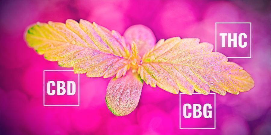 Wie Die Photosynthese-Rate Womöglich Den Cannabinoid-gehalt Beeinflusst