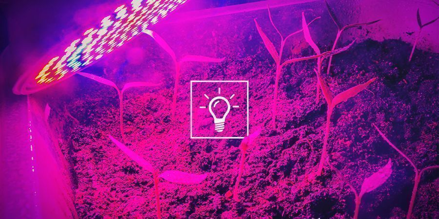 Cannabis Und Lichtqualität: Watt, Lumen, PAR Und PPFD