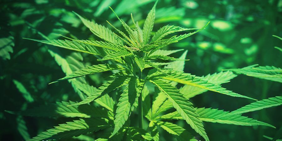 Cannabis: Vegetative Wachstumsphase