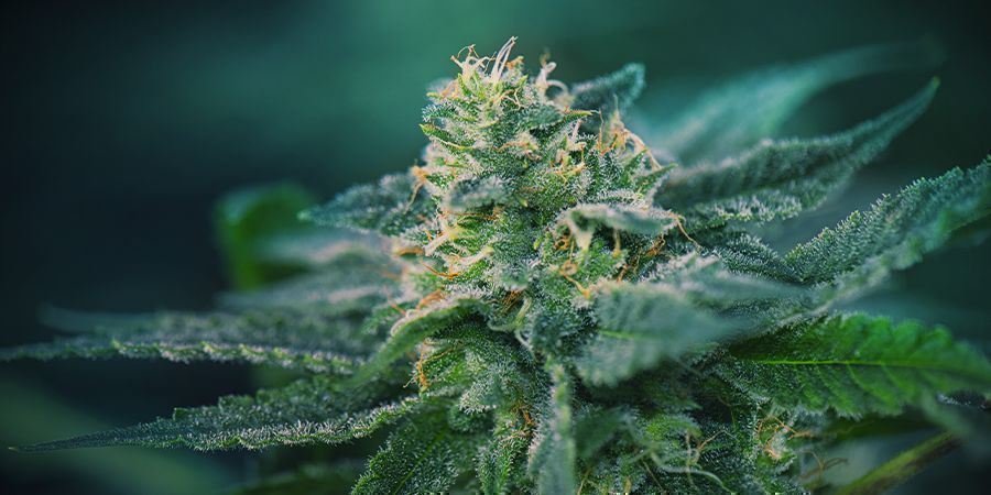 Cannabis: Blütephase