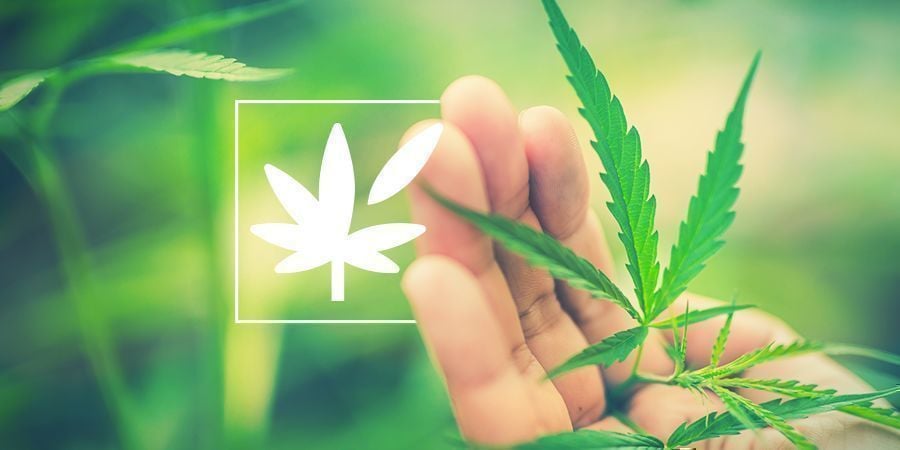 Alles Über Die Anatomie Der Cannabispflanze