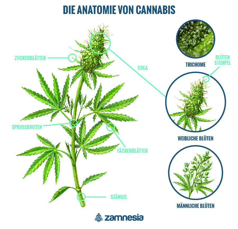 Die Anatomie Von Cannabis Die Anatomie Von Cannabis