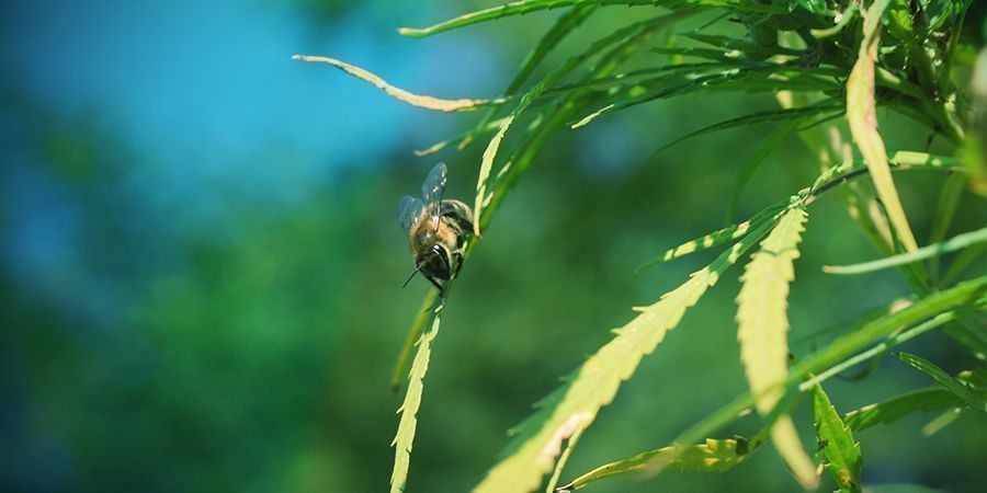 Cannabispflanzen: Bestäubung