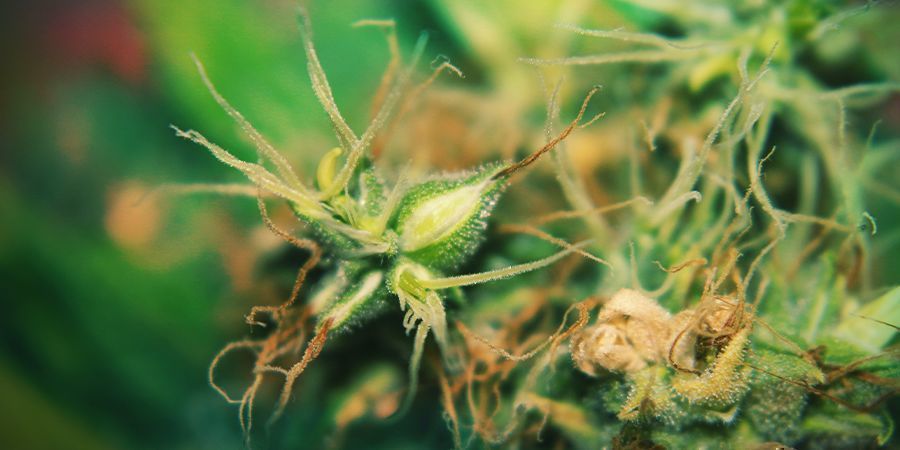 Hermaphrodite Cannabispflanzen