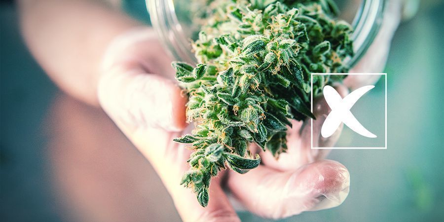 Reguläre Cannabissamen: Die Nachteile
