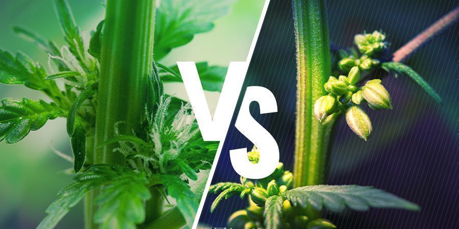 Cannabispflanzengeschlecht: männliche vs. weibliche Pflanzen