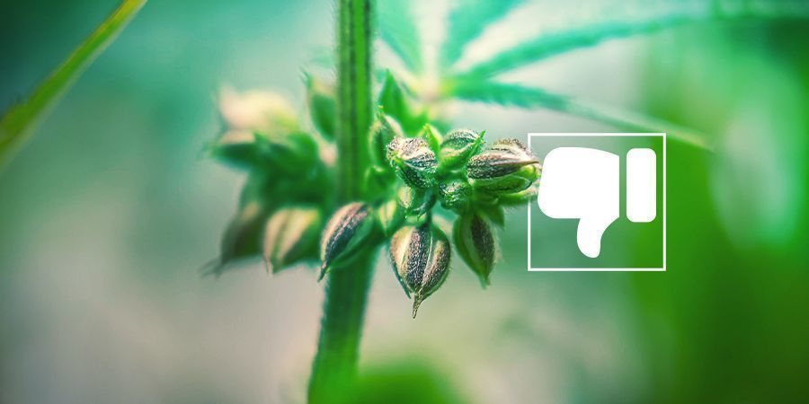 Warum Du (wahrscheinlich) keine männlichen Cannabispflanzen willst