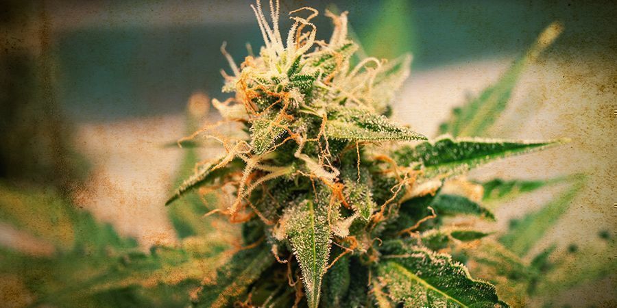 Die Geschichte von autoflowering Cannabis
