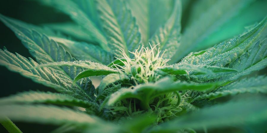 Was ist autoflowering Cannabis?