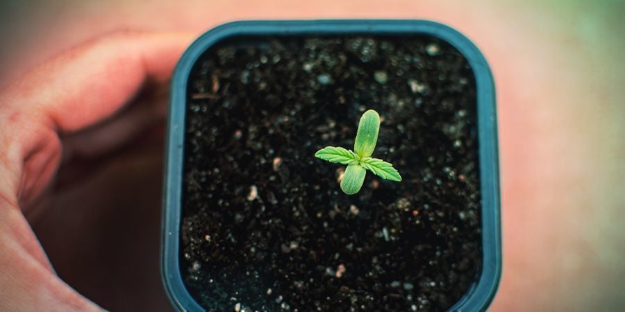 Wann Gibt Man Autoflowering Pflanzen Nährstoffe?