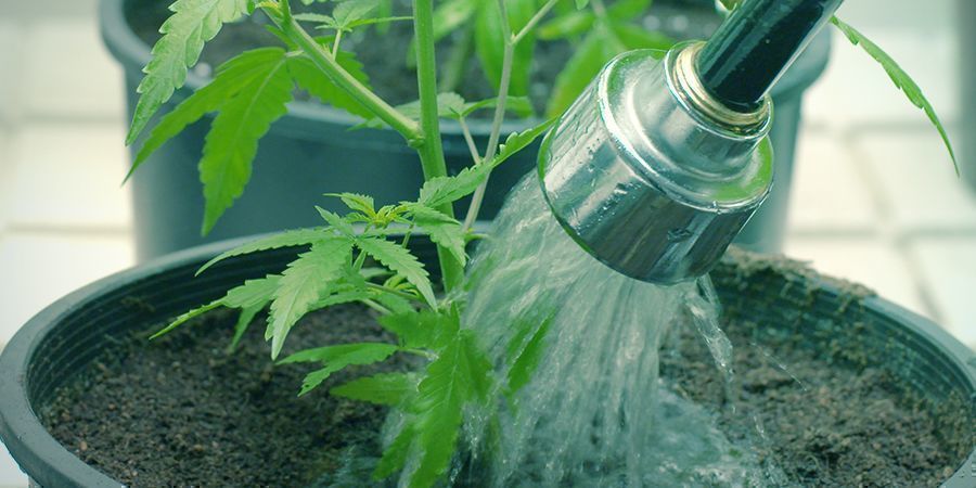 Wie Du Deine Cannabispflanzen Spülen Solltest