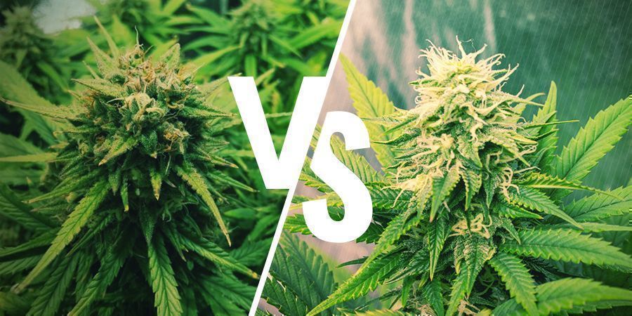 Erhöhung des Ertrags Deiner autoflowering vs. photoperiodischen Pflanzen