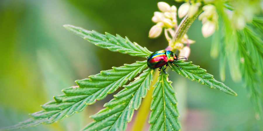 Was beeinflusst den Ertrag einer Autoflower: Schädlinge und Krankheiten