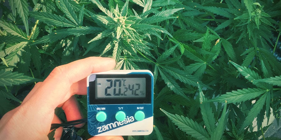 Was beeinflusst den Ertrag einer Autoflower: Temperatur