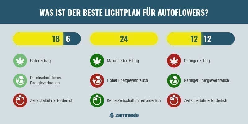 Was Ist Der Beste Lichtplan Für Autoflowers? Infografik