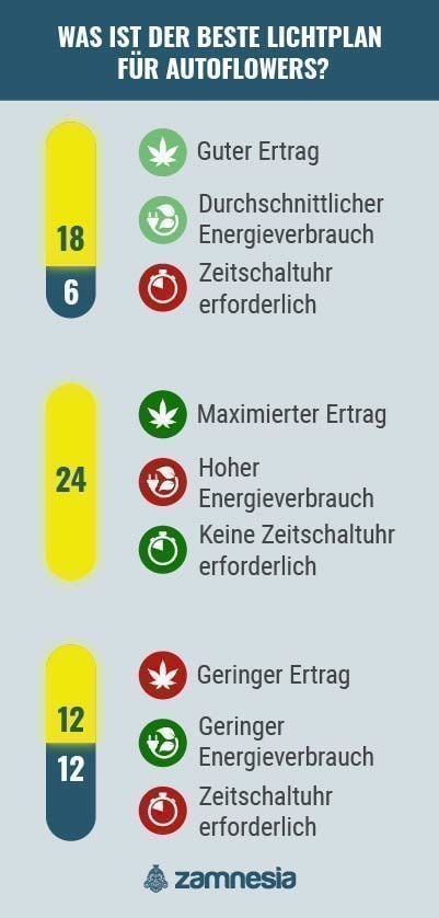 Was Ist Der Beste Lichtplan Für Autoflowers? Infografik