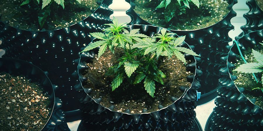 Air Pots Cannabis