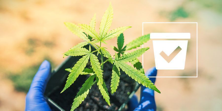 Richtigen Behälter Cannabispflanzen 