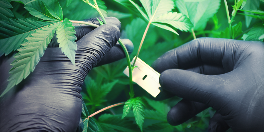 Cannabisanbau In Steinwolle: Stecklinge Klonen Und Verwurzeln Cannabisanbau In Steinwolle: Stecklinge Klonen Und Verwurzeln