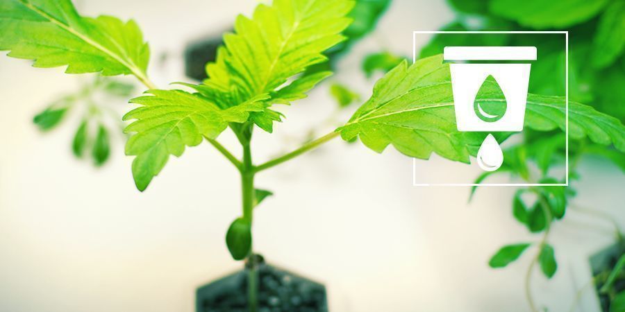 Anbau Von Cannabis In Hydrokultur