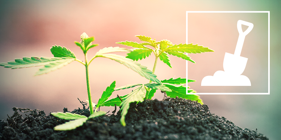 Cannabisanbau in Erde Cannabisanbau in Erde