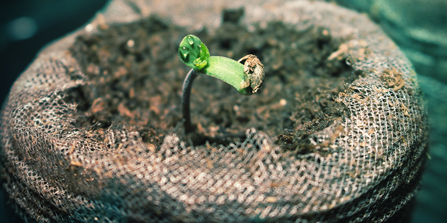 Keimung Von Cannabis-samen Im Medium Keimung Von Cannabis-samen Im Medium