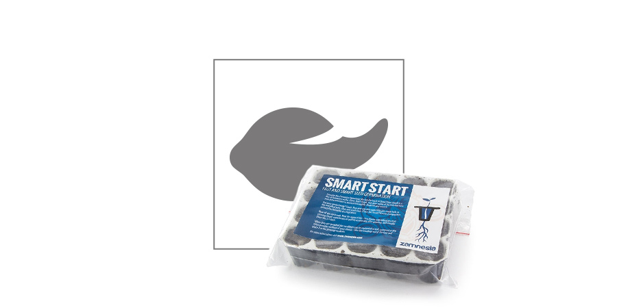 Smart Start: Der Weg Deine Cannabissamen Keimen Zu Lassen Smart Start: Der Weg Deine Cannabissamen Keimen Zu Lassen