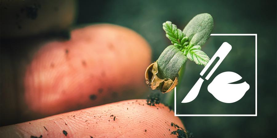 Wie Man Alte Cannabis Samen Zum Keimen Bringt Wie Man Alte Cannabis Samen Zum Keimen Bringt