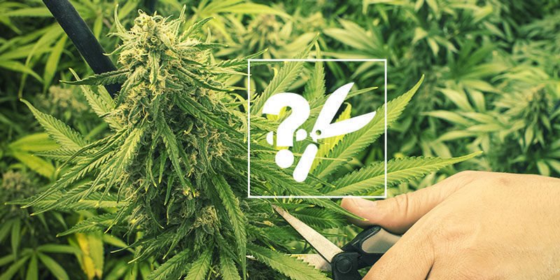 Wann Erntet Man Cannabispflanzen?