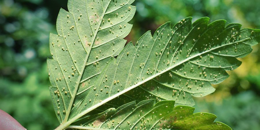 Warum Solltest Du Deine Cannabis Blüten Waschen