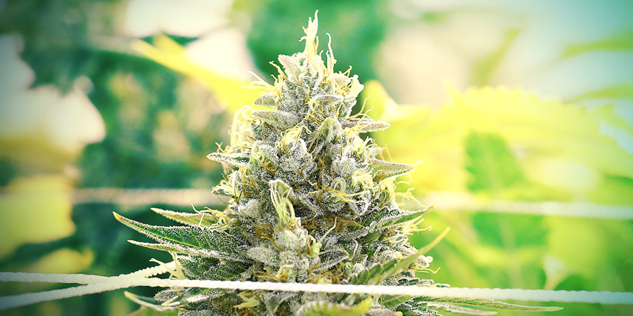 CANNABIS IM ZUCHTRAUM
