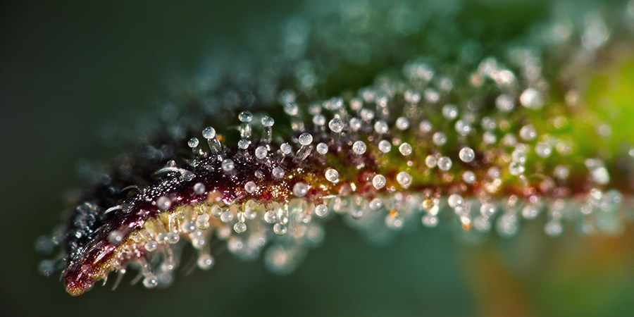Schau Dir Die Trichome Näher An Schau Dir Die Trichome Näher An