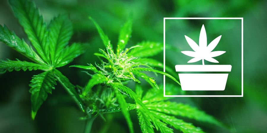 Die Wachstumsphase Beim Cannabisanbau Die Wachstumsphase Beim Cannabisanbau